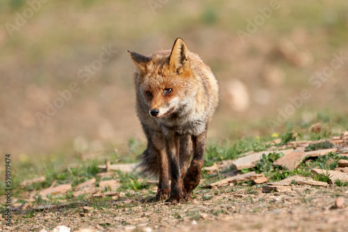 Beautiful portrait of a specimen of common fox with a badly injured eye walks with its gaze high in the natural park of the sierra de andujar, in andalucia, spain © Vicente