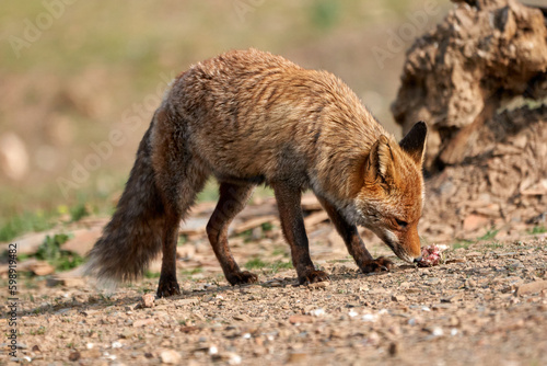 Beautiful portrait of a common fox sniffs a piece of meat in the Sierra de Andujar Natural Park  in Andalusia  Spain