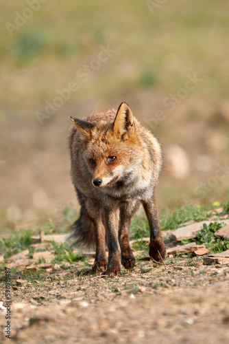Beautiful vertical portrait of a specimen of common fox with a badly injured eye walks with its gaze high in the Sierra de Andujar Natural Park, in Andalusia, Spain © Vicente