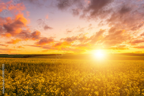 Agricultural flowering rapeseed field at sunset or sunrise.