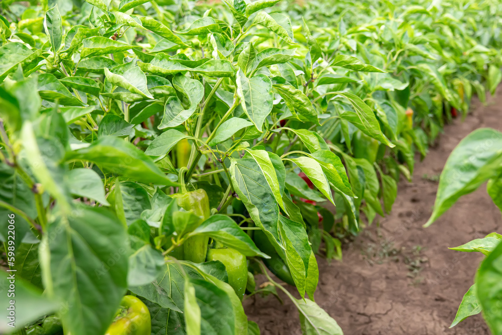 Green organic peppers growing in the garden Green organic peppers growing in the garden