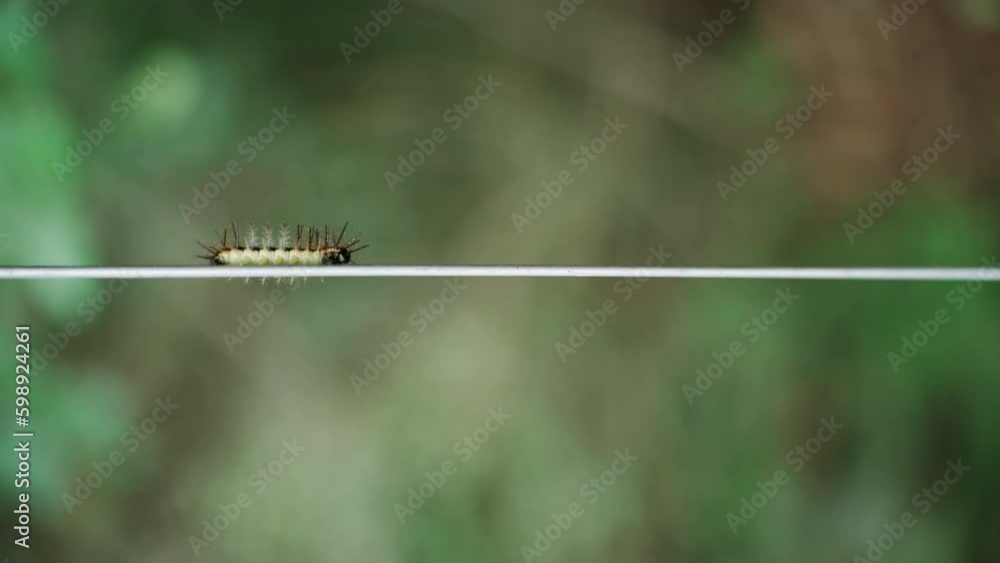Beautiful green caterpillar with long hairs crawling on a cable Beautiful green caterpillar with long hairs crawling on a cable