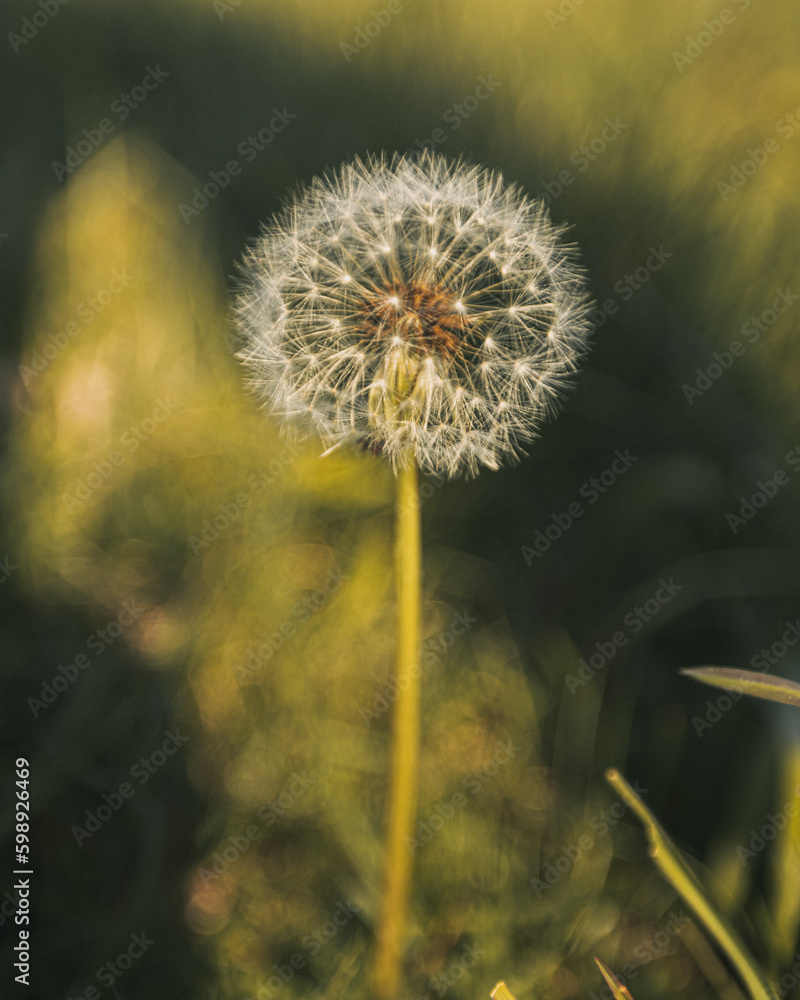 Dandelion in a field on a sunny spring morning