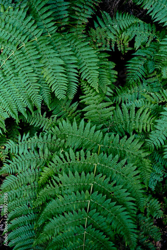 Large-leaved ferns