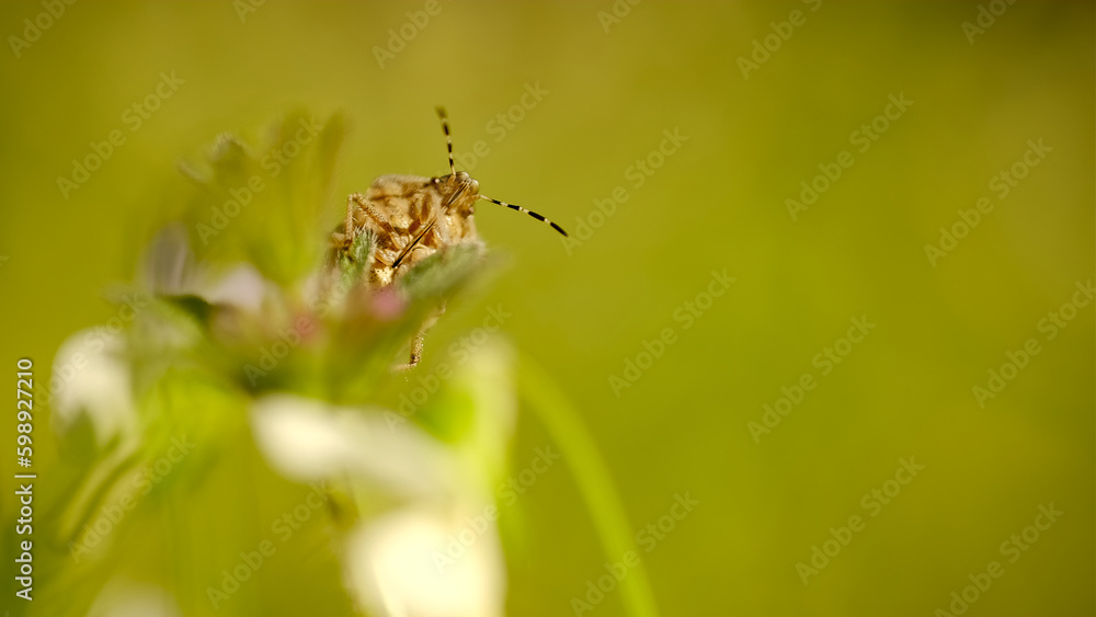 Insect sits on a flower, close up Insect sits on a flower, close up