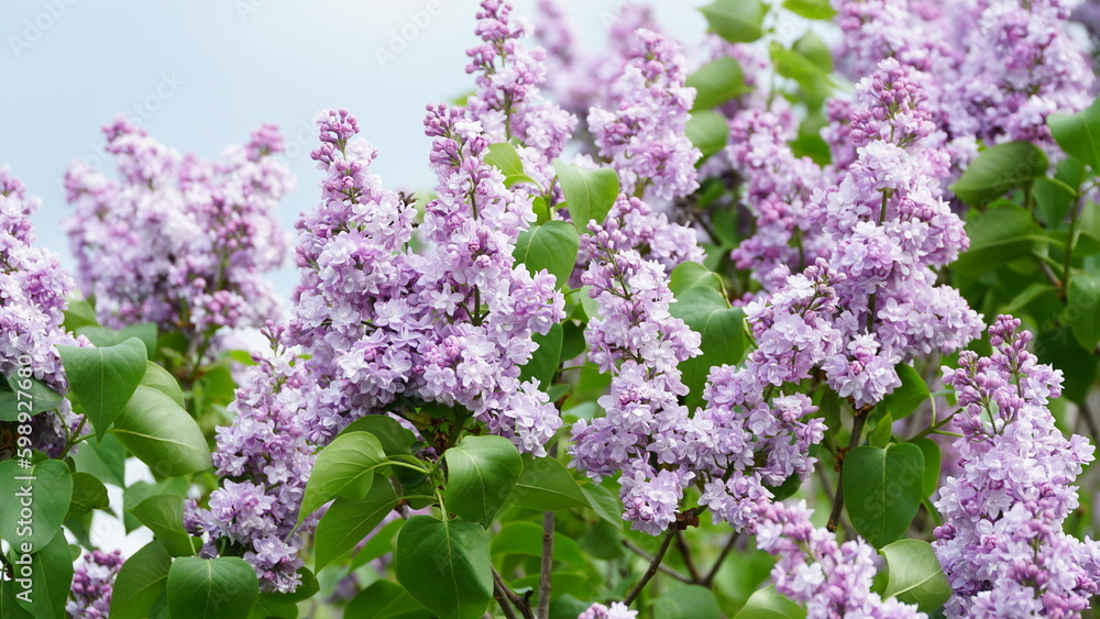 Syringa vulgaris. Close-up of blooming purple and white lilacs on a large bush.