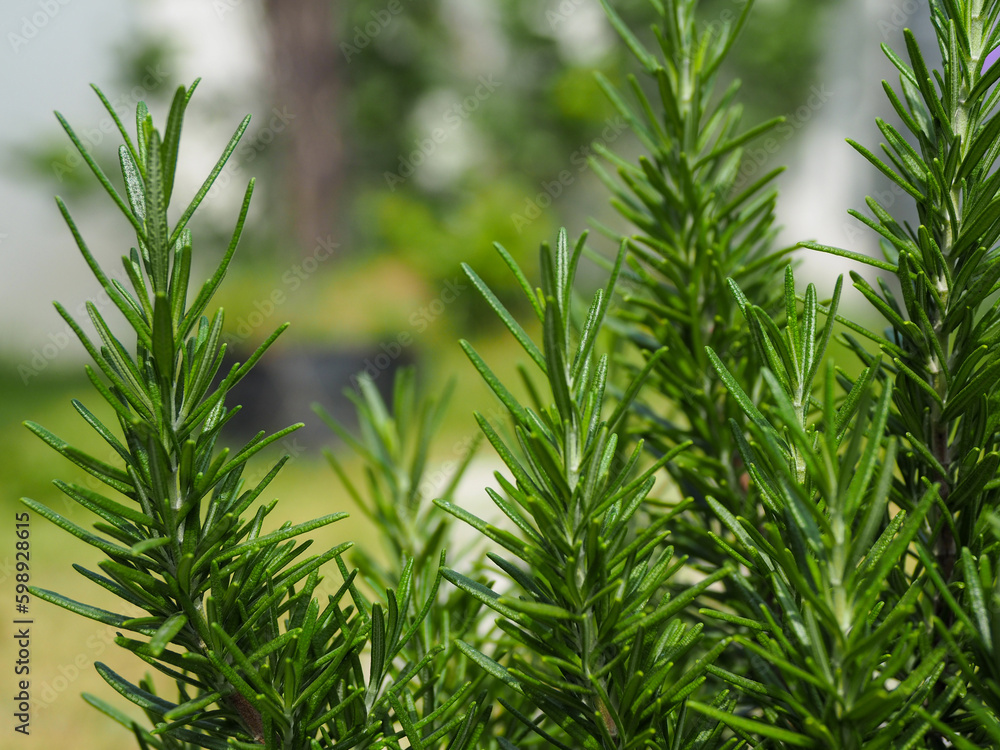fresh rosemary herbs grow outdoors fresh rosemary herbs grow outdoors
