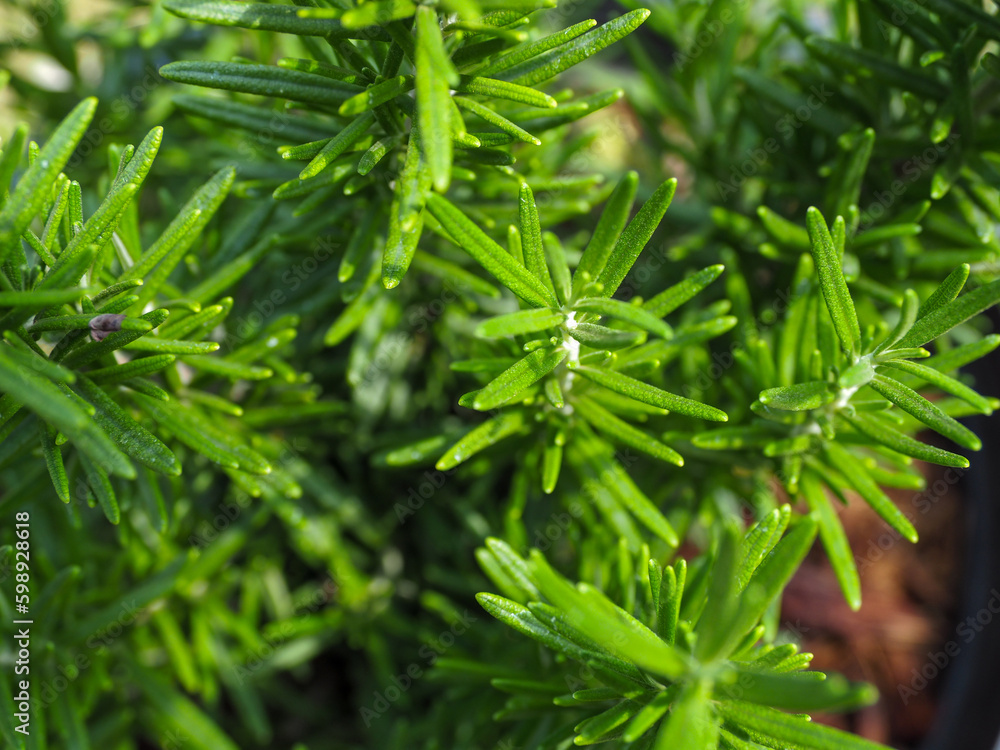 fresh rosemary herbs Growing outdoors, shot from a high angle fresh rosemary herbs Growing outdoors, shot from a high angle