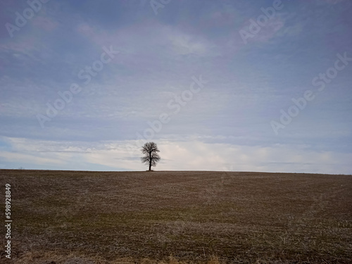 Wallpaper Mural Lonely tree in the field. Torontodigital.ca