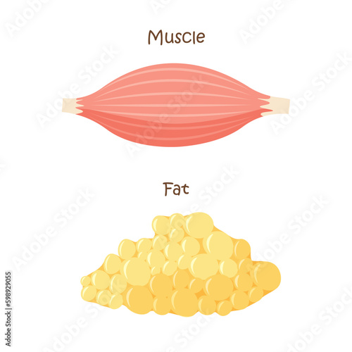 Muscle and fat tissue icon. Muscles mass gain, weight loss, diet. Vector illustration in trendy flat style isolated on white background.