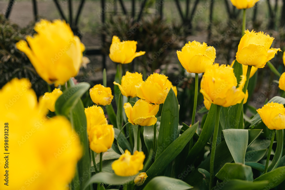 Double yellow tulips in a flower bed.