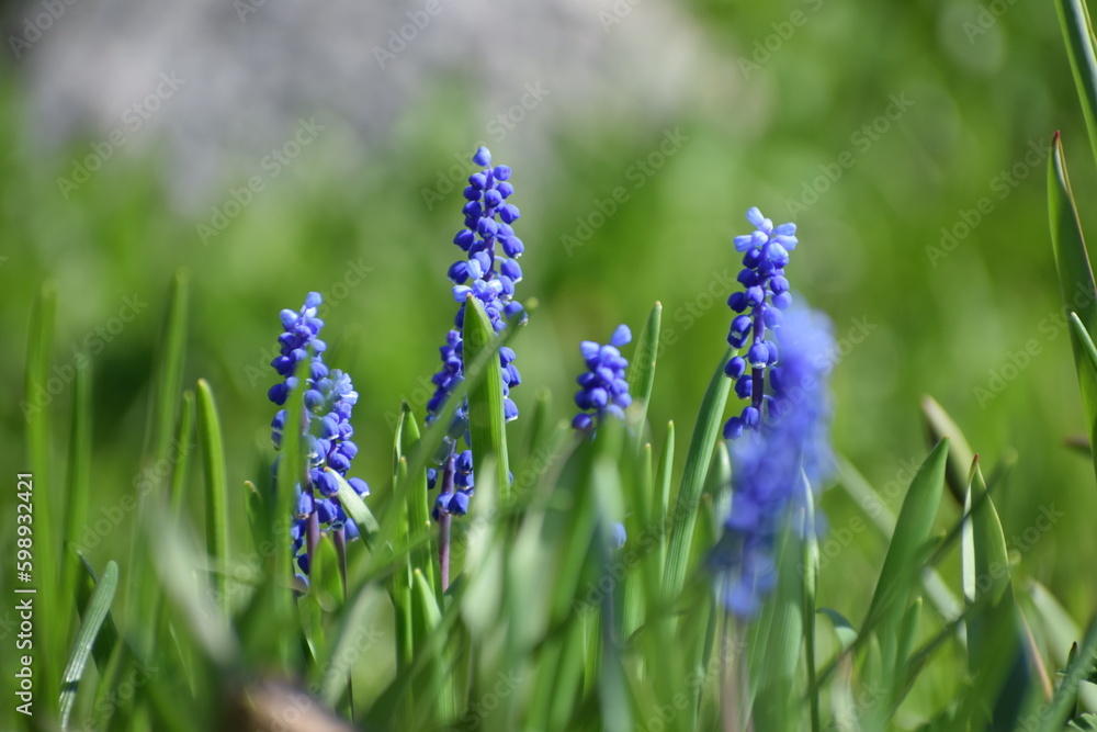 purple spring flower in the garden countryside in the spring purple spring flower in the garden countryside in the spring