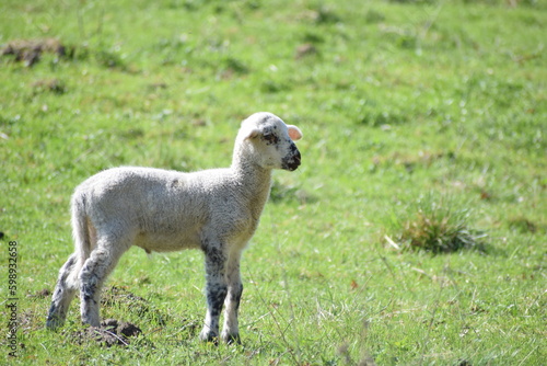 young sheep in the countryside in the spring 