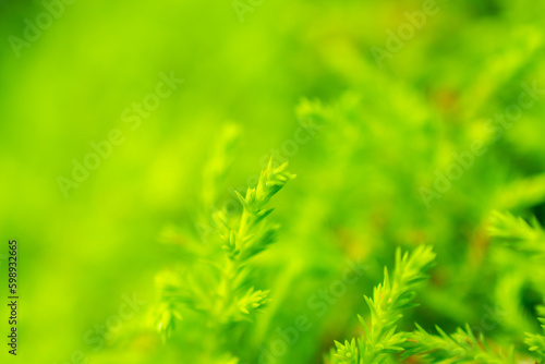 Green grass background | Black teatree
