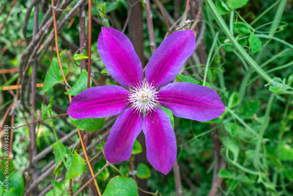 Purple Clematis | Italian leather flower | Clematis viticella