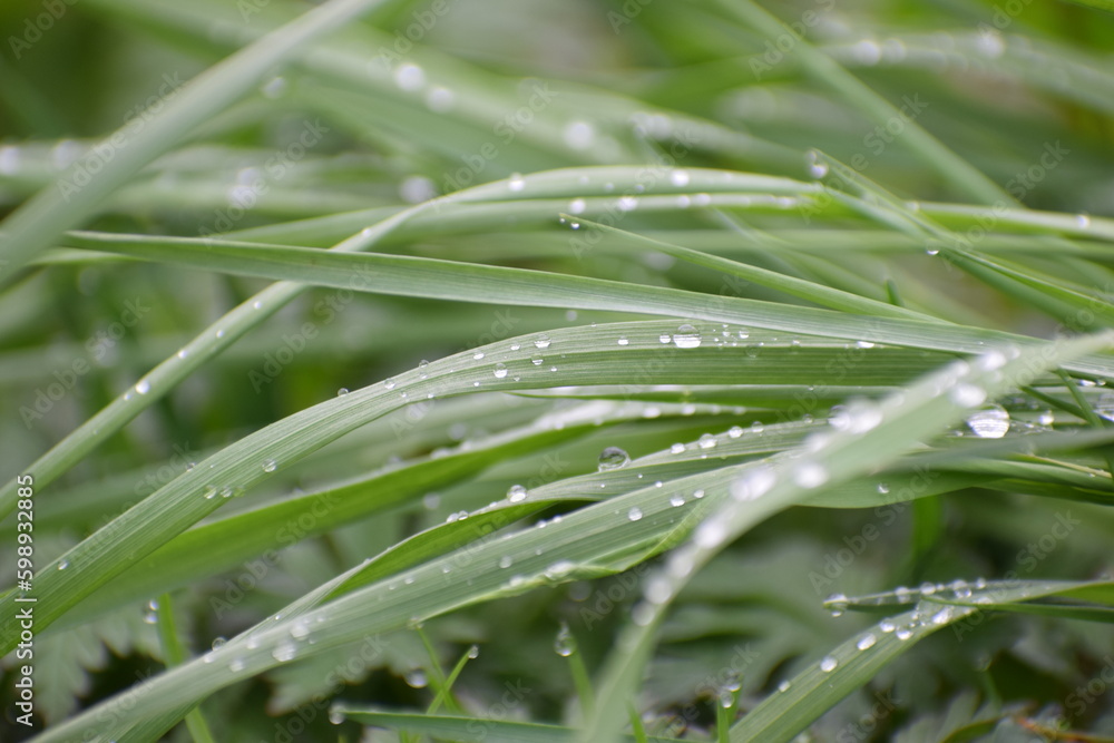 spring grass after rain drop on it in the meadow in the countryside 