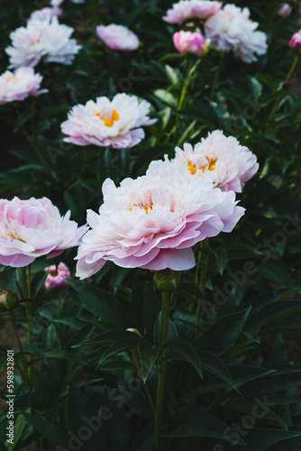 Beautiful fresh fluffy pastel pink peony flowers blooming in the garden  close up. Summer blooms background.