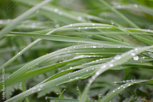 spring grass after rain drop on it in the meadow in the countryside 