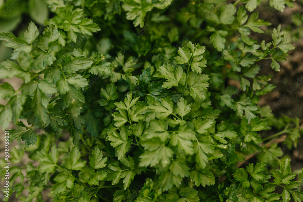 Parsley bushes in the vegetable garden close-up. Parsley bushes in the vegetable garden close-up.
