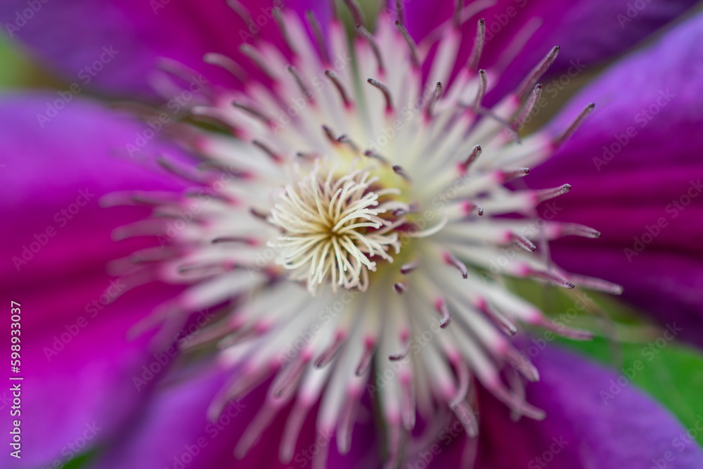 Very close up of Clematis | Italian leather flower | Clematis viticella Very close up of Clematis | Italian leather flower | Clematis viticella