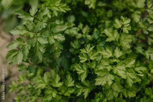 Parsley bushes in the vegetable garden close-up.