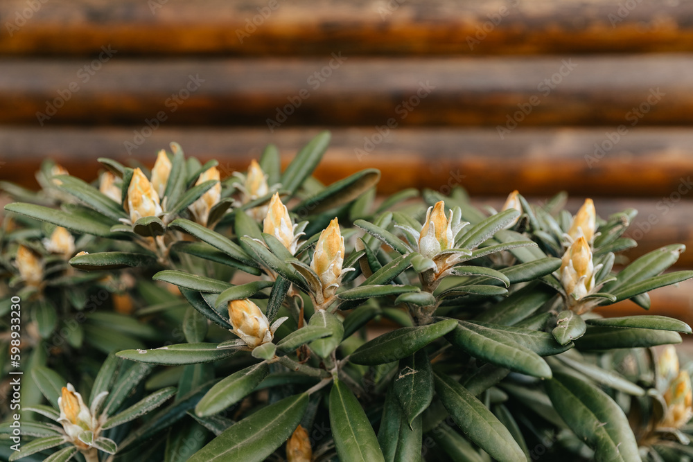 Obraz premium Rhododendron plant with buds on the background of a wooden beam. 