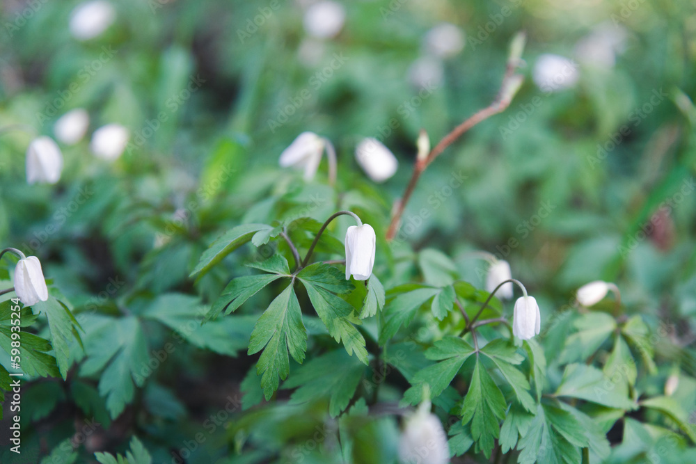 snowdrops are white flowers in the forest in spring snowdrops are white flowers in the forest in spring