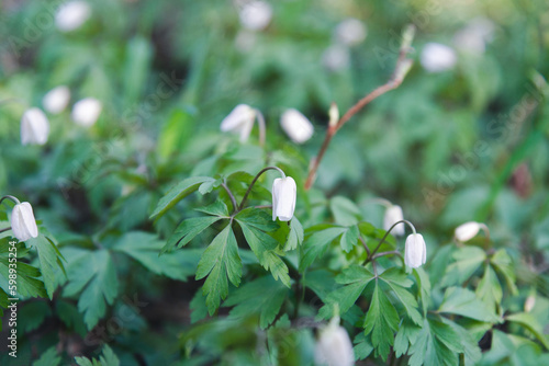 snowdrops are white flowers in the forest in spring