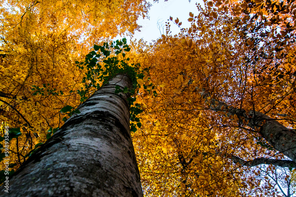 Fototapeta premium Autumn in La Fageda D En Jorda Forest, La Garrotxa, Spain