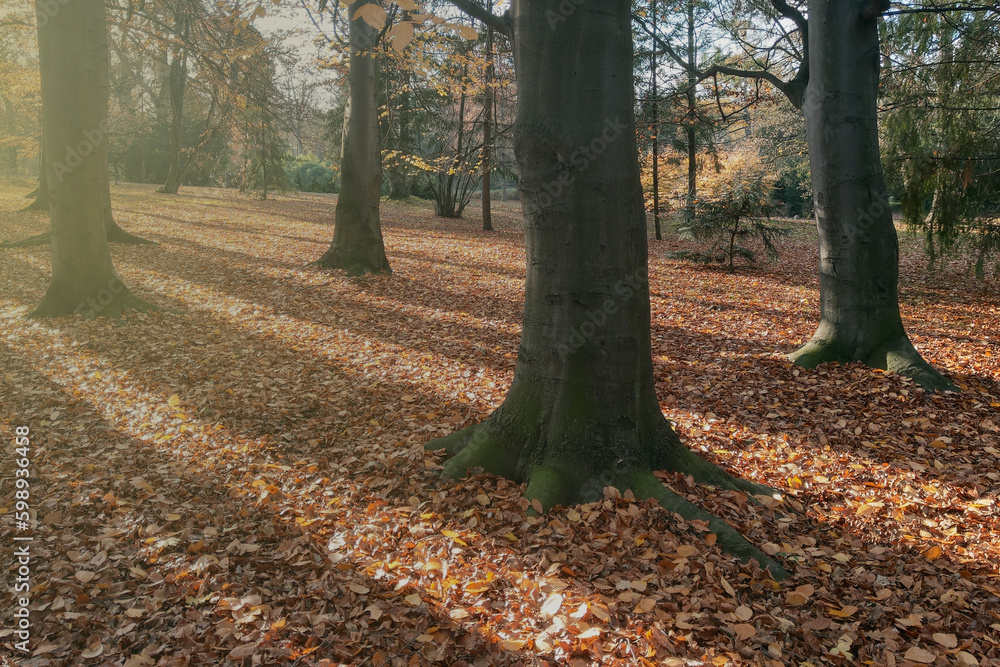 Soft light falls on the autumn park. Fallen yellow leaves.