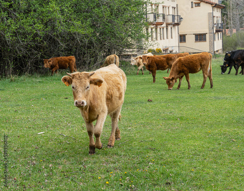 Vacas en los prados de Gúdar