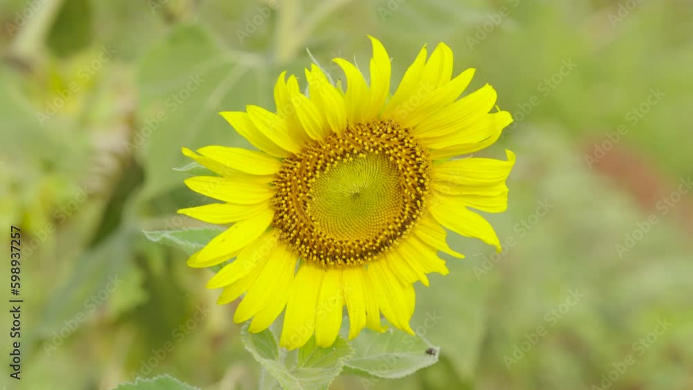 Close-up sunflower pollen, all sunflower details clearly visible. Close-up sunflower pollen, all sunflower details clearly visible.