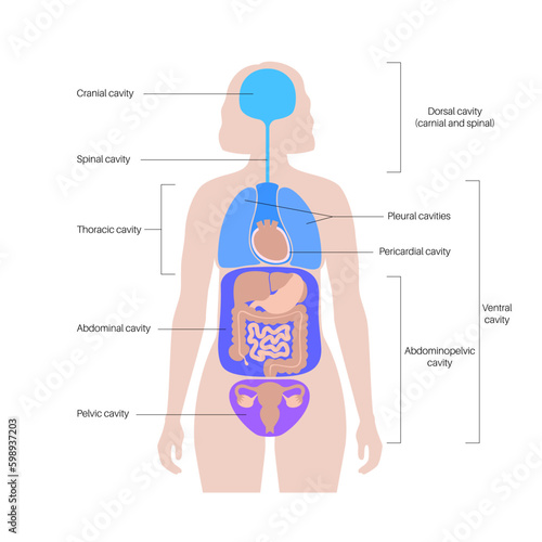 Body cavities poster Generative AI