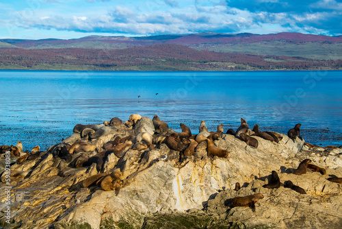 Sea lions resting at rocky island, ushuaia