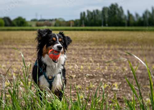 Black and white Mini Australian Shepherd dog with ball in mouth