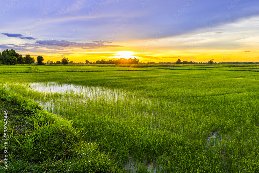 Green rice field in cultivated season with beautiful sky at sunset, countryside of Thailand