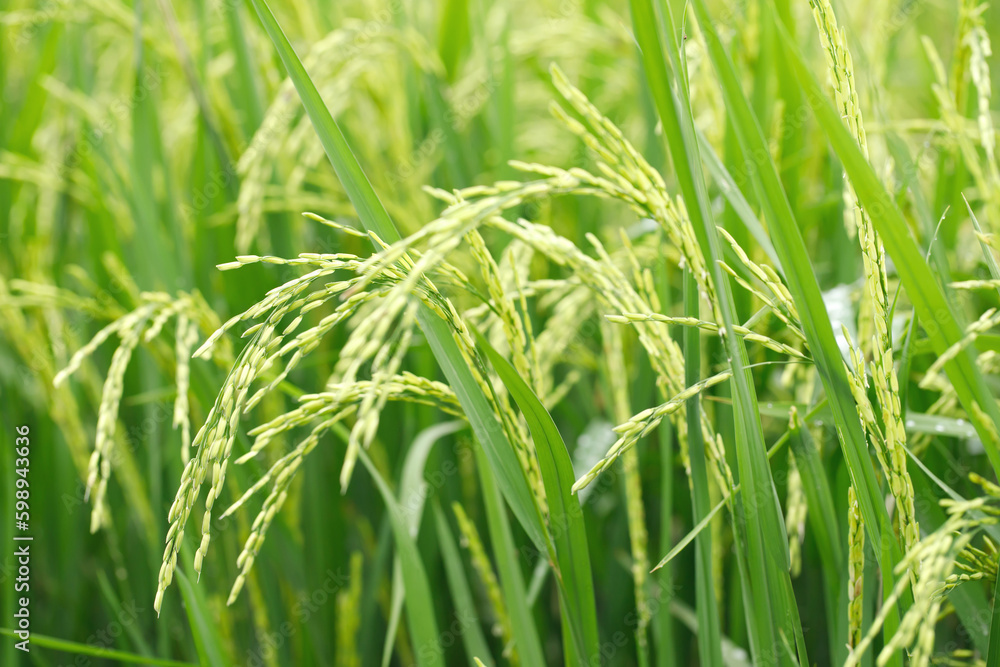 green rice field background close up beautiful yellow rice fields soft focus green rice field background close up beautiful yellow rice fields soft focus