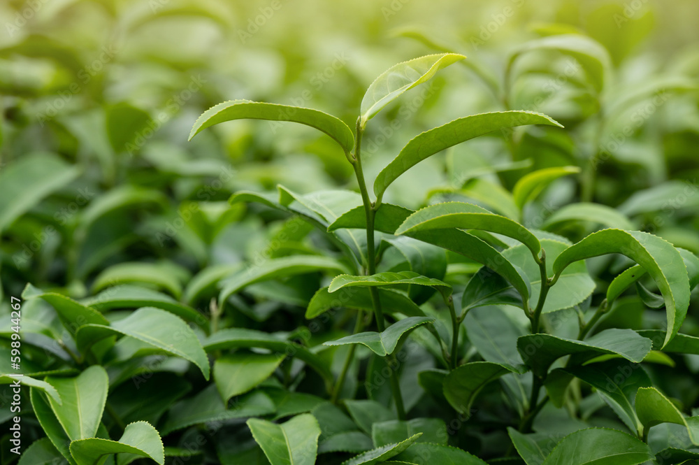 Tea leaves growing in plantation field. Camellia sinensis is a species of evergreen shrubs, its leaves and leaf buds are used to produce tea. Tea leaves growing in plantation field. Camellia sinensis is a species of evergreen shrubs, its leaves and leaf buds are used to produce tea.