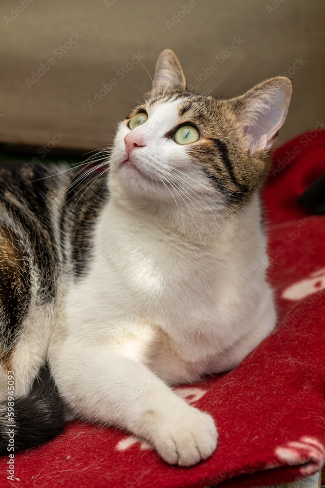 Jeune chatte couchée sur une couverture rouge, le regard captivé par quelque chose... Jeune chatte couchée sur une couverture rouge, le regard captivé par quelque chose...