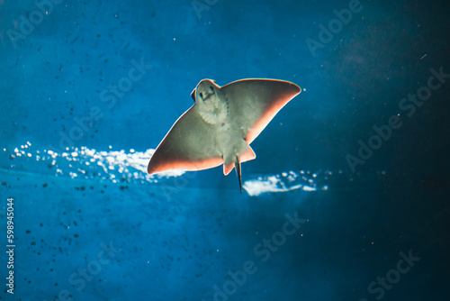 Ray fish in blue water with the rays of the sun  spreading its wings belly to the camera.