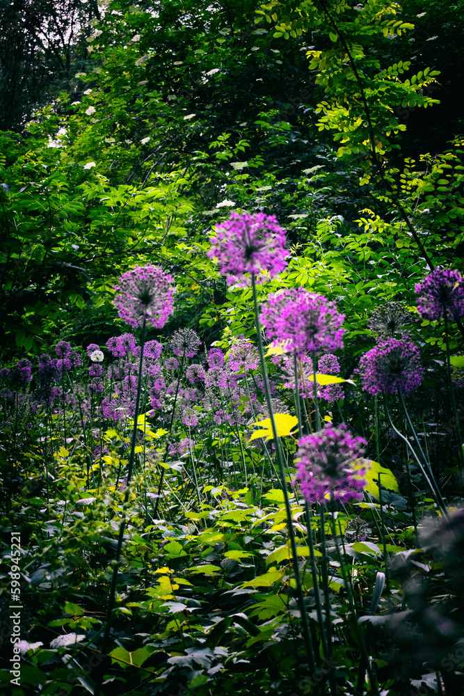 Naklejka premium Purple flower in the garden