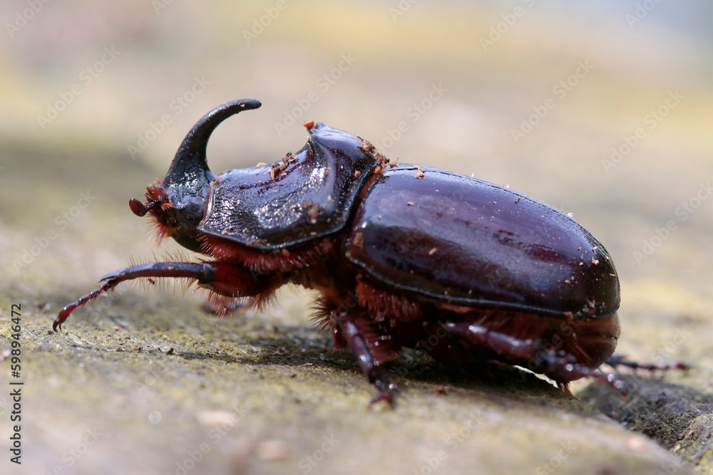 scarabée rhinocéros scarabée rhinocéros