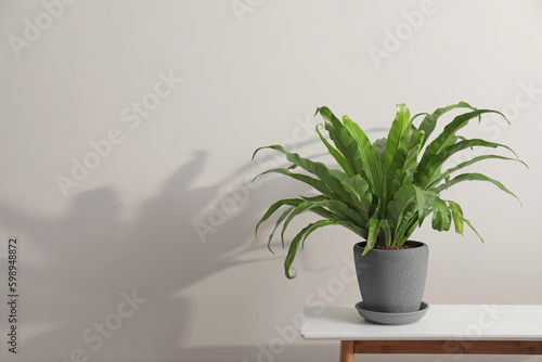 Houseplant in pot on table near white wall, space for text