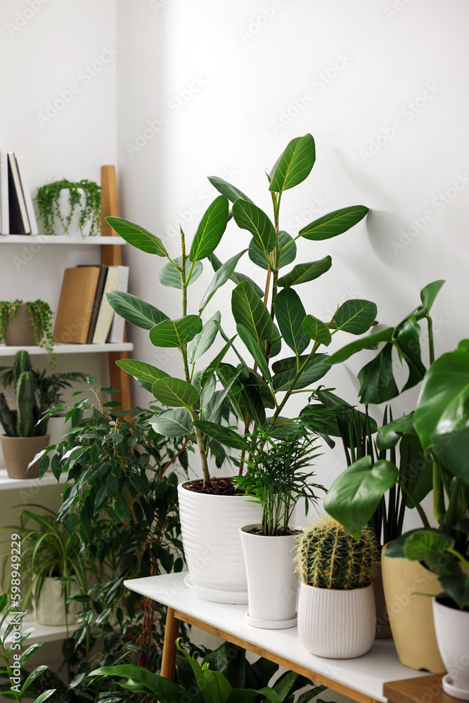 Many different potted houseplants near white wall indoors Many different potted houseplants near white wall indoors