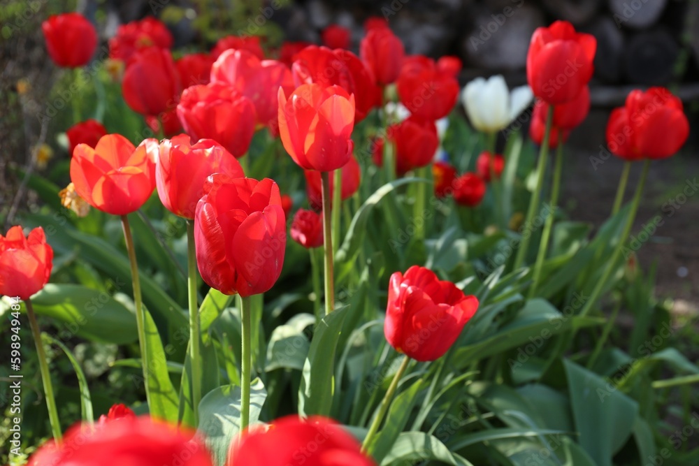 Beautiful red tulip flowers growing in garden. Spring season Beautiful red tulip flowers growing in garden. Spring season