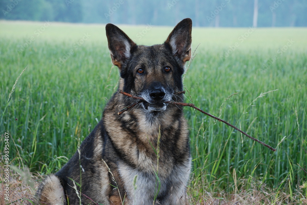 Mein kleiner Schäferhund in der Natur Mein kleiner Schäferhund in der Natur