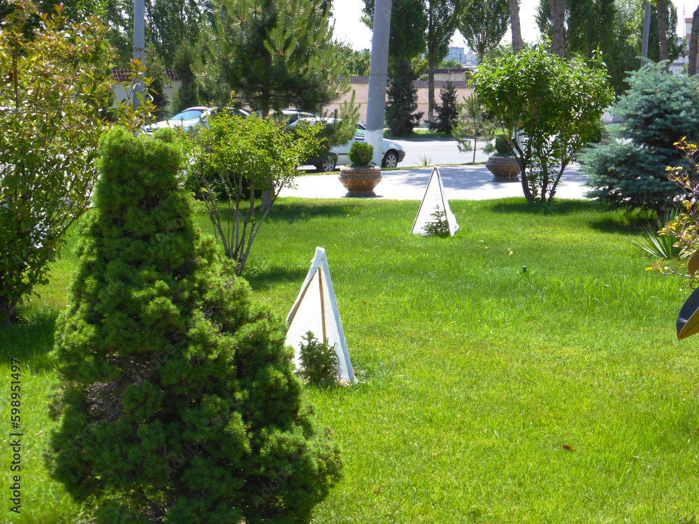 Fototapeta premium Green lawn with bushes and trees