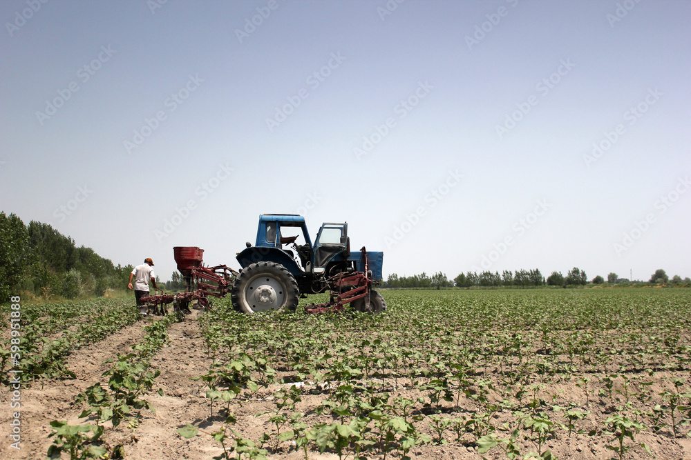 Farmer driving small cotton seedlings in cotton field with tractor