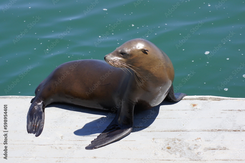 Fototapeta premium SONY DSC