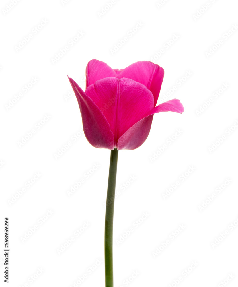 Tulip flower isolated on white Tulip flower isolated on white